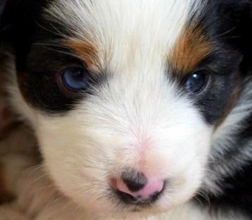 What Dog Breeds Have Blue Eyes?