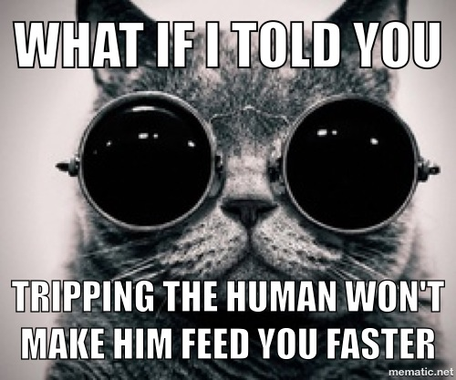 What if i told you, tripping the human won't make him feed you faster.
