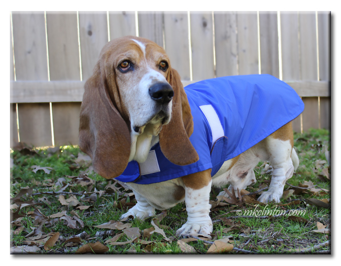 Barking from the Bayou