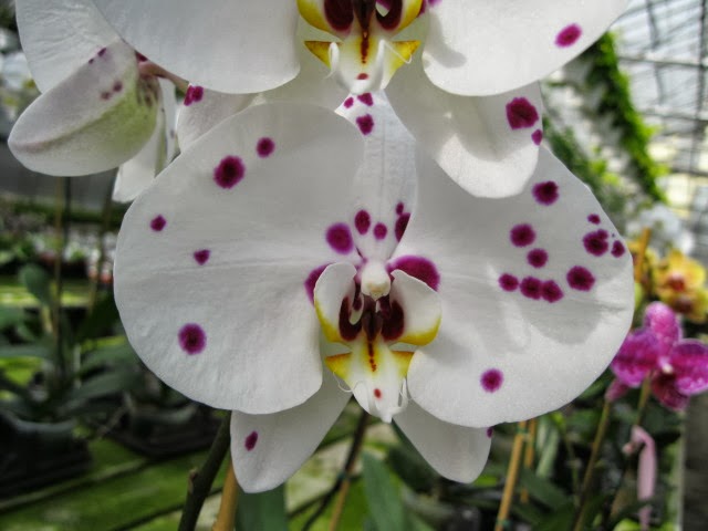 Plants For All Blog: Incoming Bugs & Quick Orchid Notes