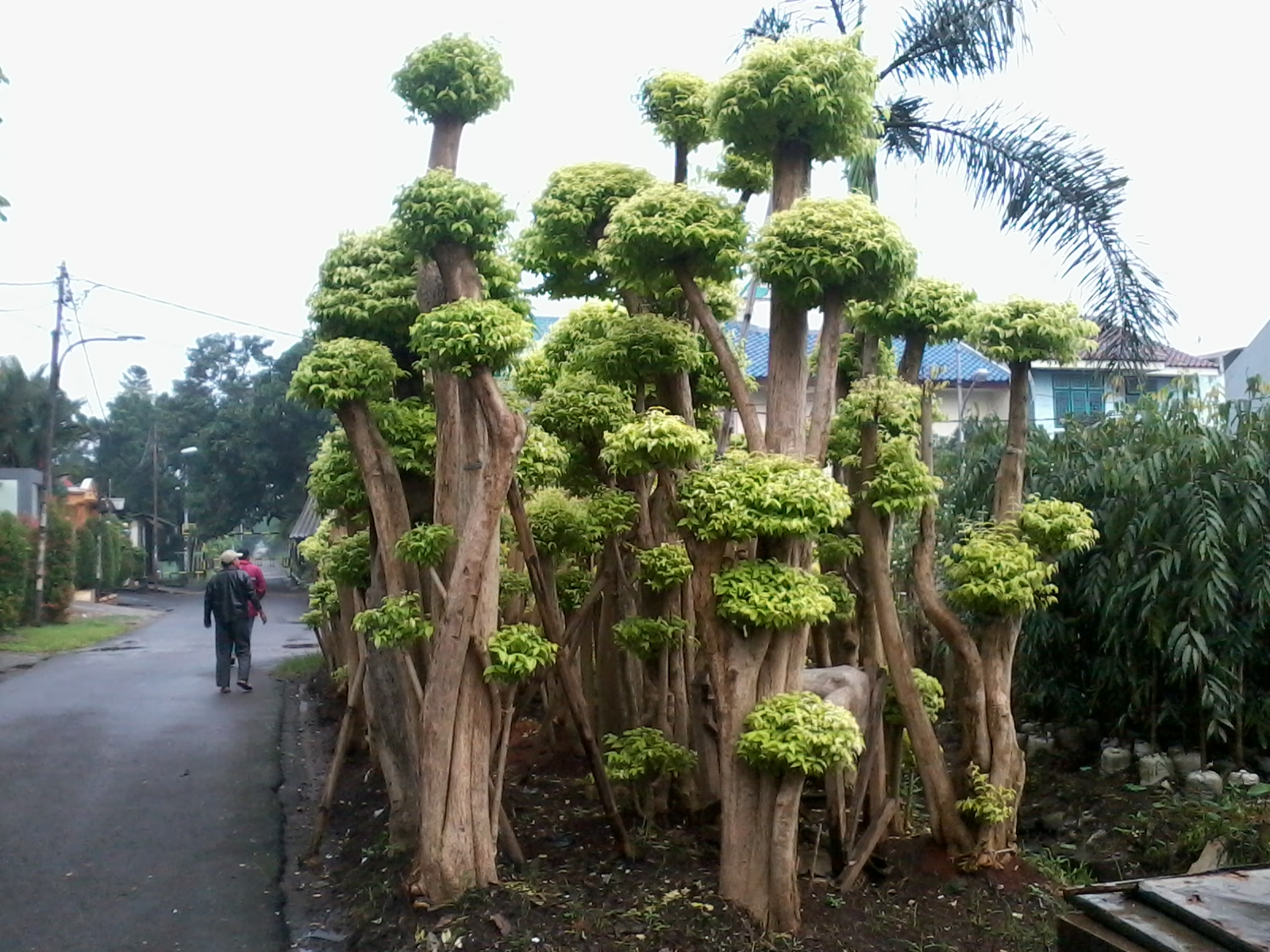 ACTION TAMAN MINIMALIS | CEMARA UDANG | AGAVE VARIGATHA ...