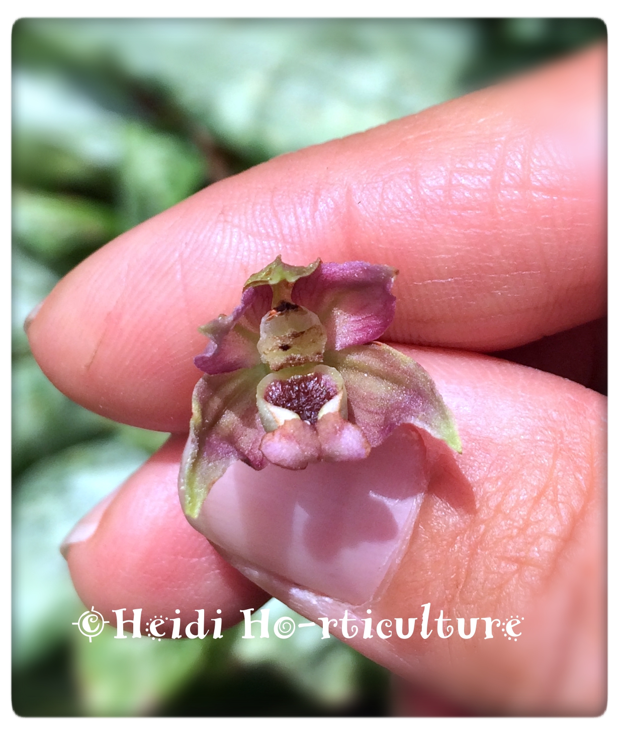 Heidi Horticulture Plant Profile Orchids in Ontario?