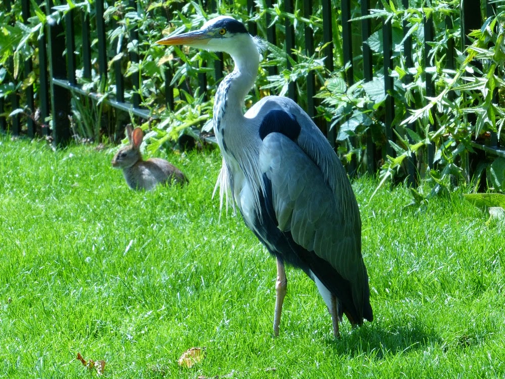 Kensington Gardens and Hyde Park birds