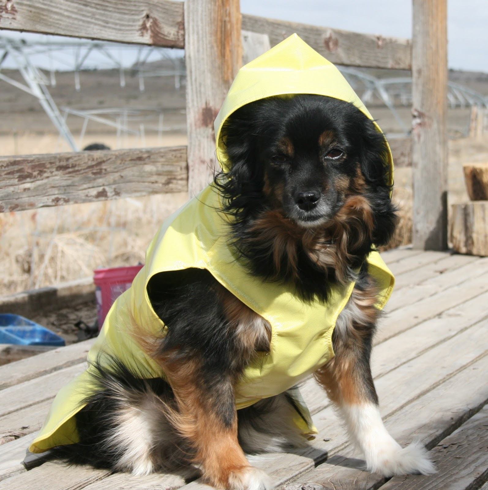 What's New at Made by De Who wants that "Wet Dog Smell"? Dog raincoats
