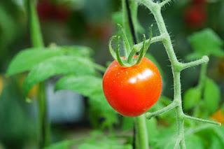 cara merawat tanaman tomat yg baik