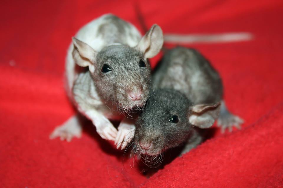 Rat Refuge Homemade Rat Kibble Recipe