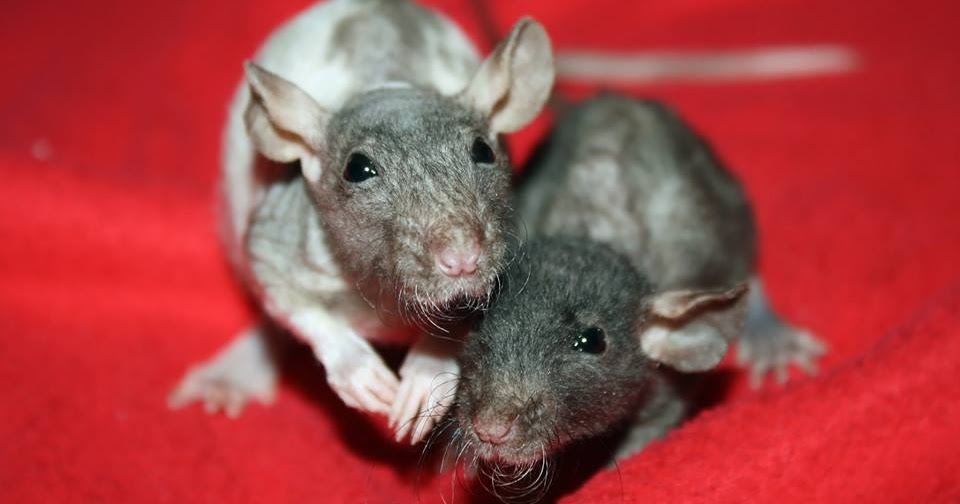 Rat Refuge Homemade Rat Kibble Recipe