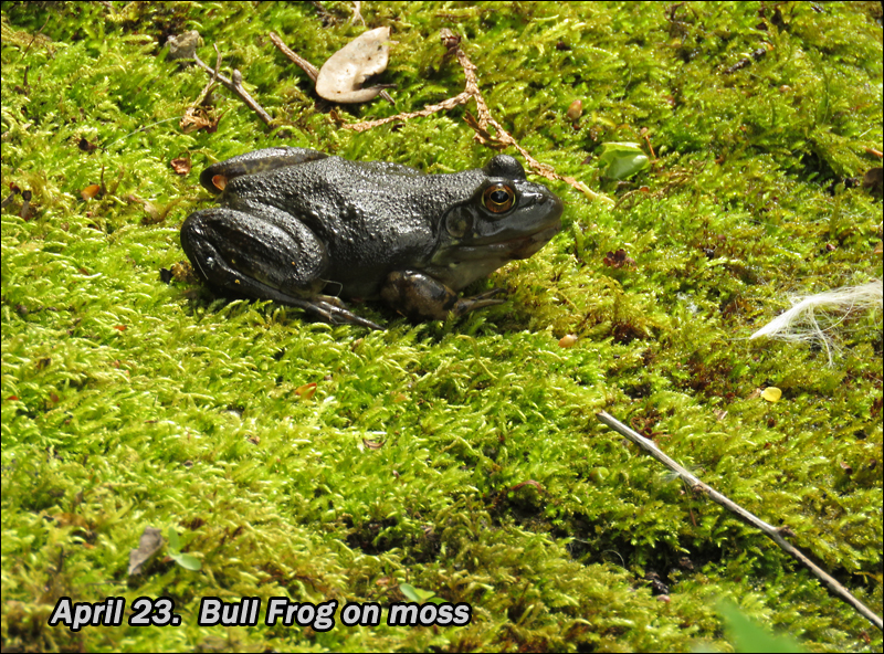 My Garden Bull frogs in my garden pond