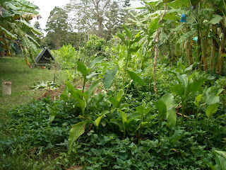 Food Forest in progress