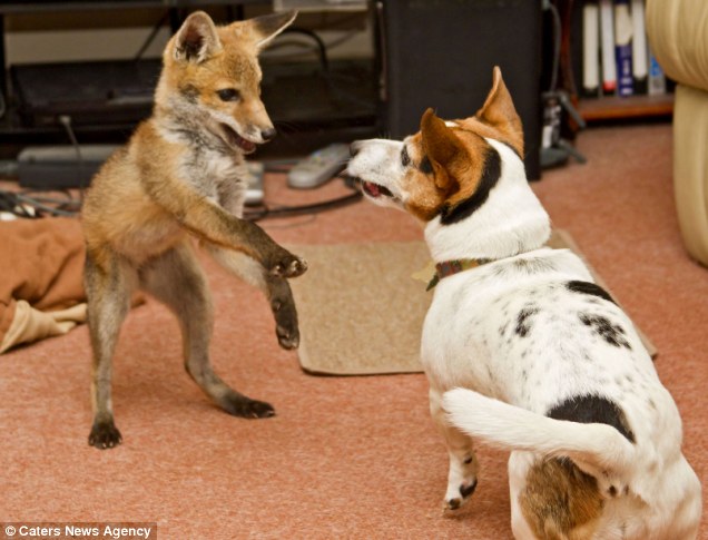 real life the fox and the hound, dog and fox are friends, interspecies friendship, friendship between dog and fox