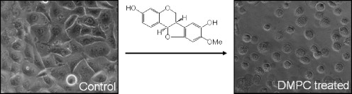 Anti-cancer activity of DMPC from "red" propolis (Brazil)