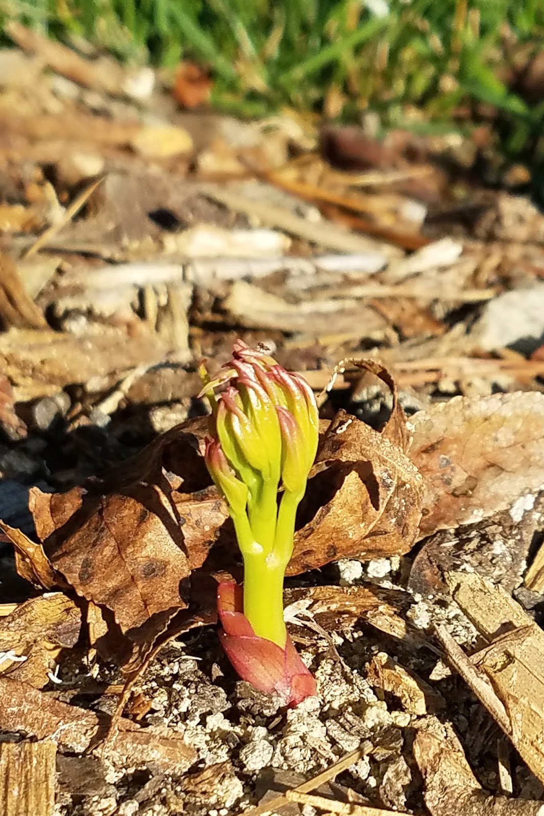 Southern Peony: 2018 Song Sparrow Peony Root Sprouting in the Fall
