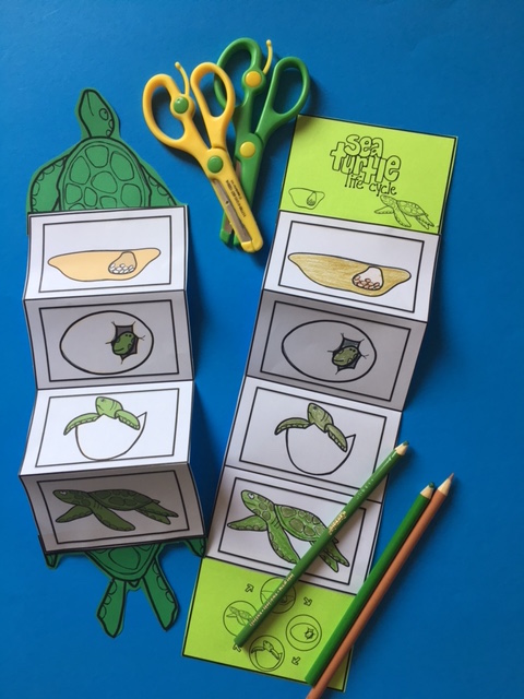 Sea Turtle Life Cycle Craft Preschool Printables