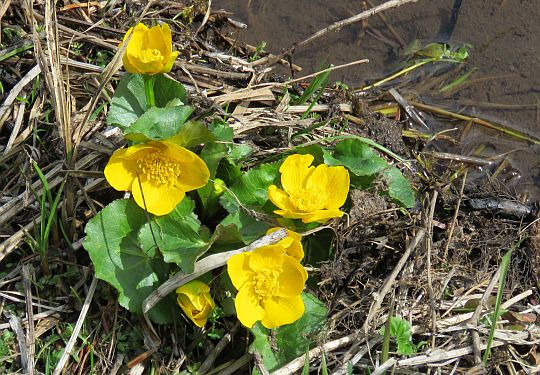 Knieć błotna (Caltha palustris). Knieć błotna (Caltha palustris).