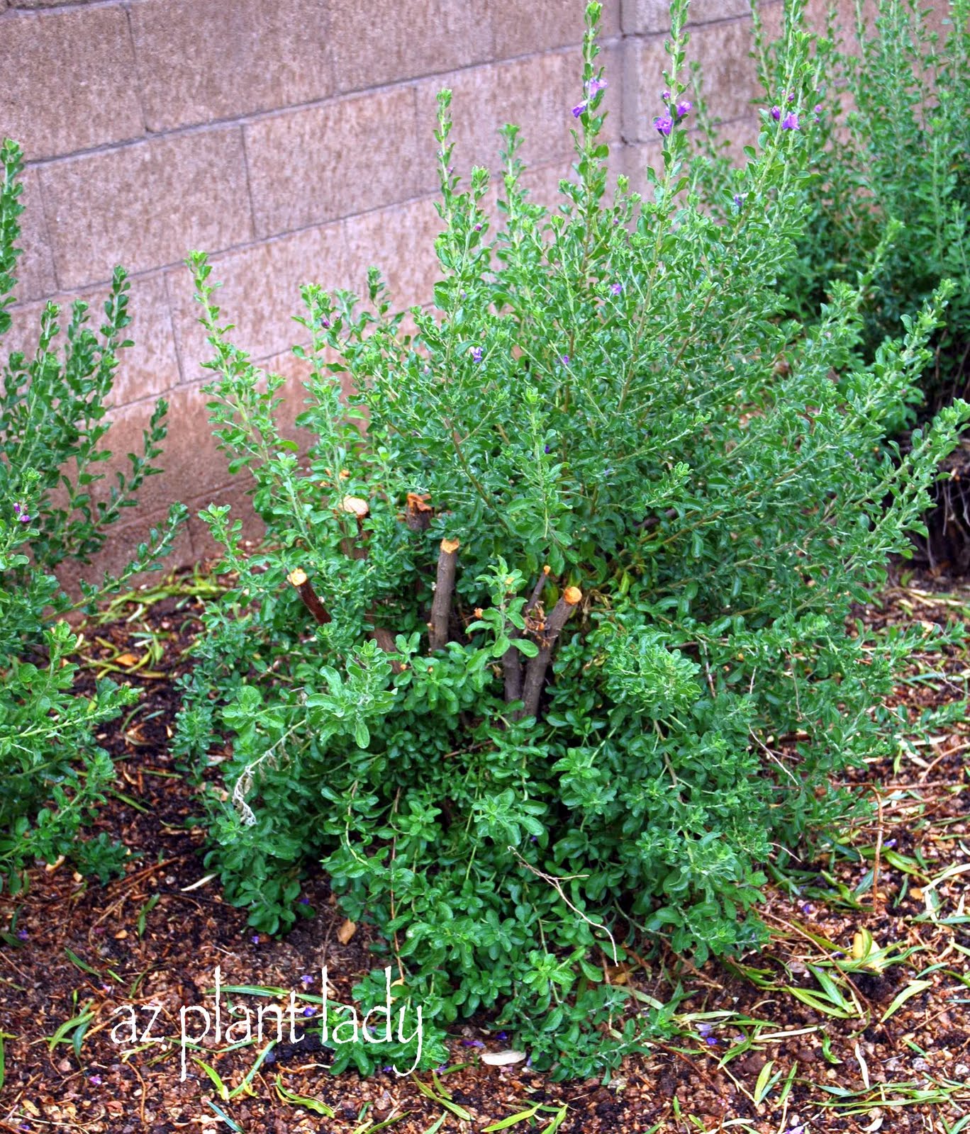 April, pruning in TX Campbell bushes rose