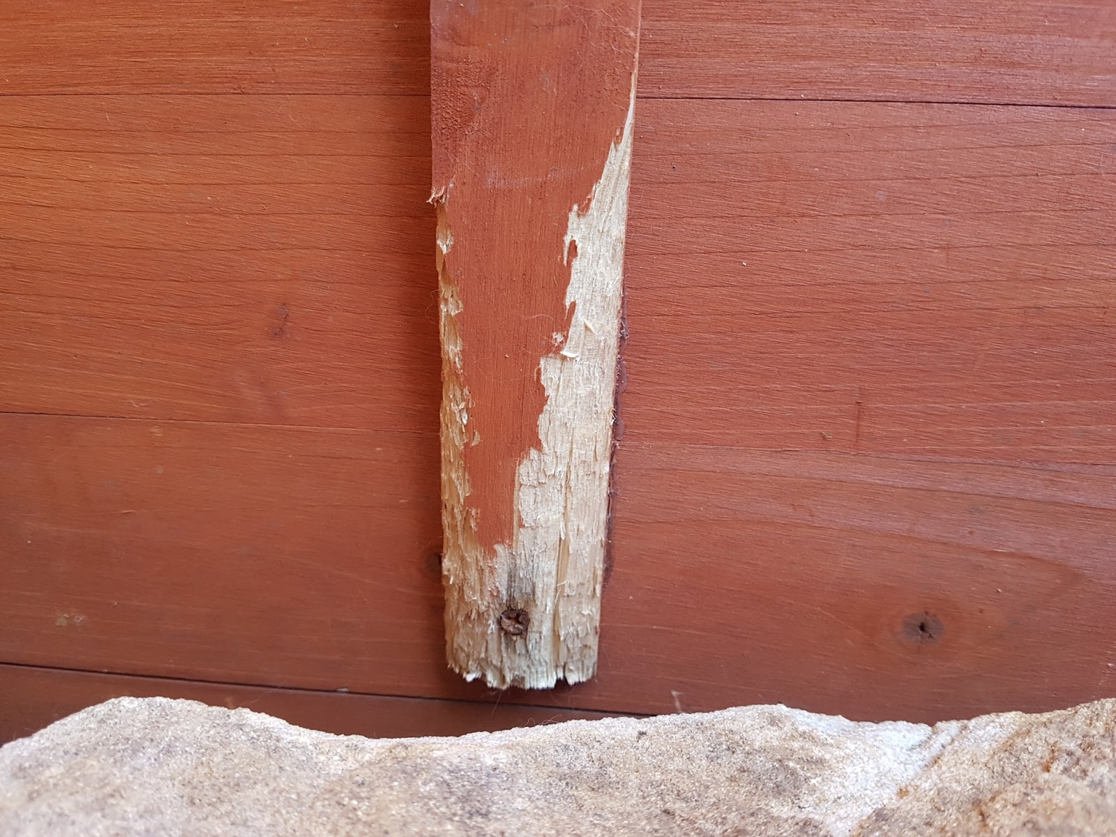 Baby Rabbits Sydney Do rabbits chew on electrical cables?