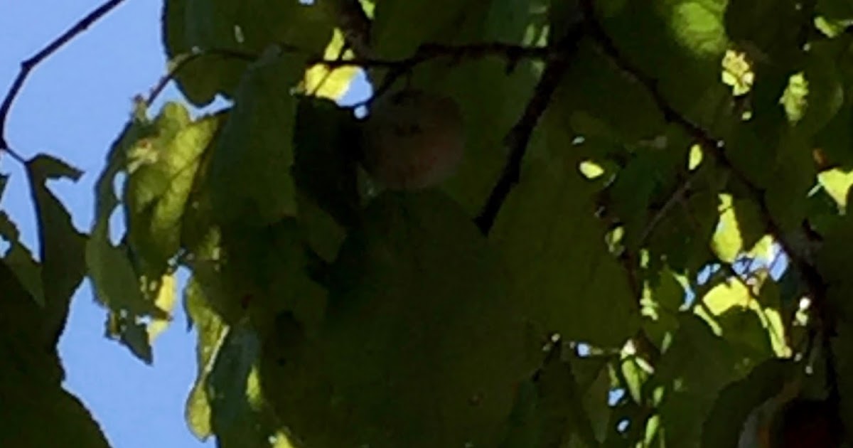 Lifelong learning The third degree Camp Plum!