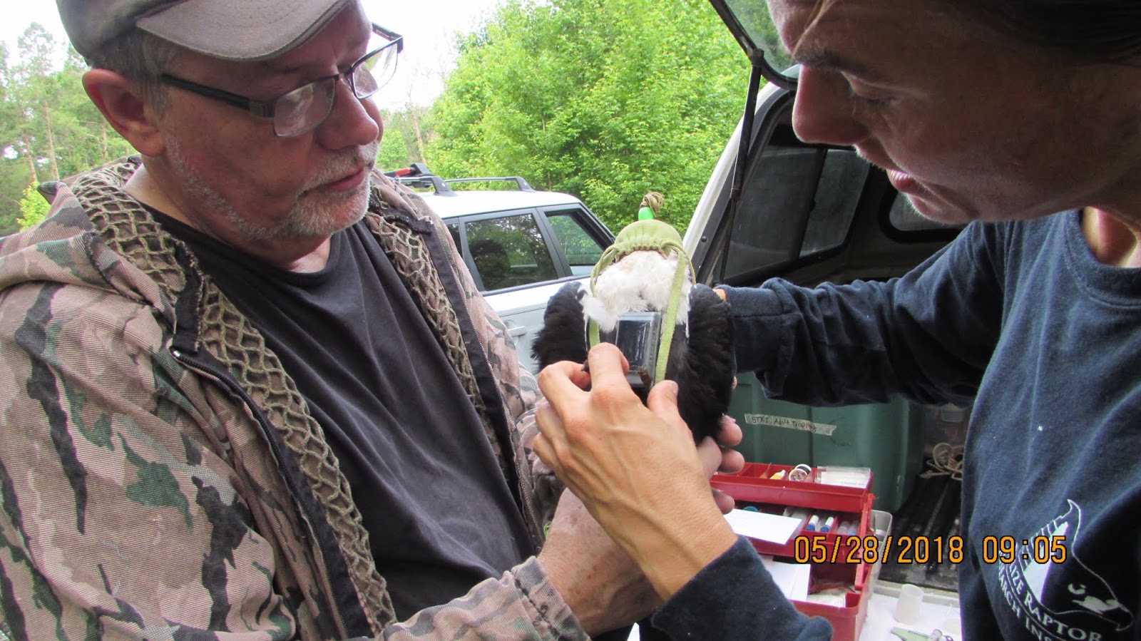 Renewed Swallowtailed Kite tracking in Jacksonville, Florida