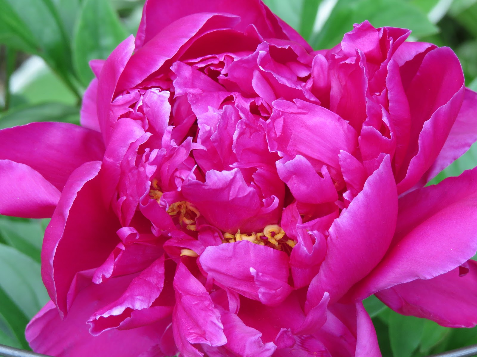 Jericho, Vermont Photos Jericho VT backyard June Flowers 2018