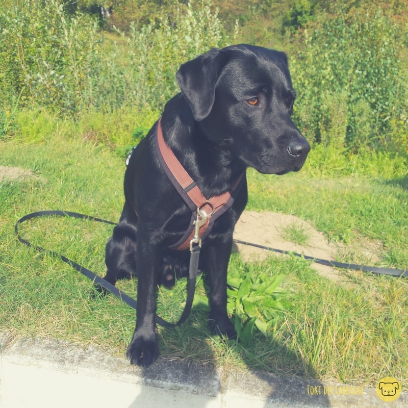 Chemische Kastration beim Labrador Rüden Unsere Erfahrungen mit dem