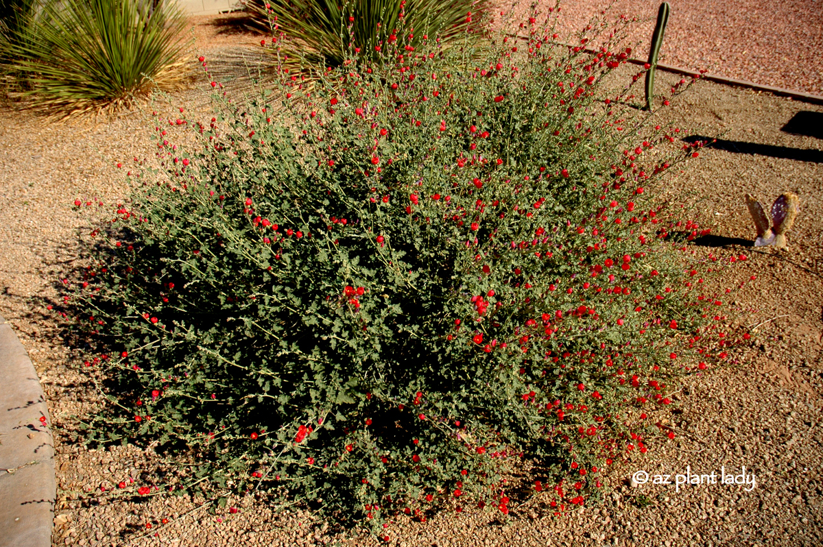Drought Tolerant and Beautiful Globe Mallow Ramblings from a Desert
