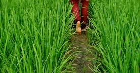 পাড়ার মেয়ে 