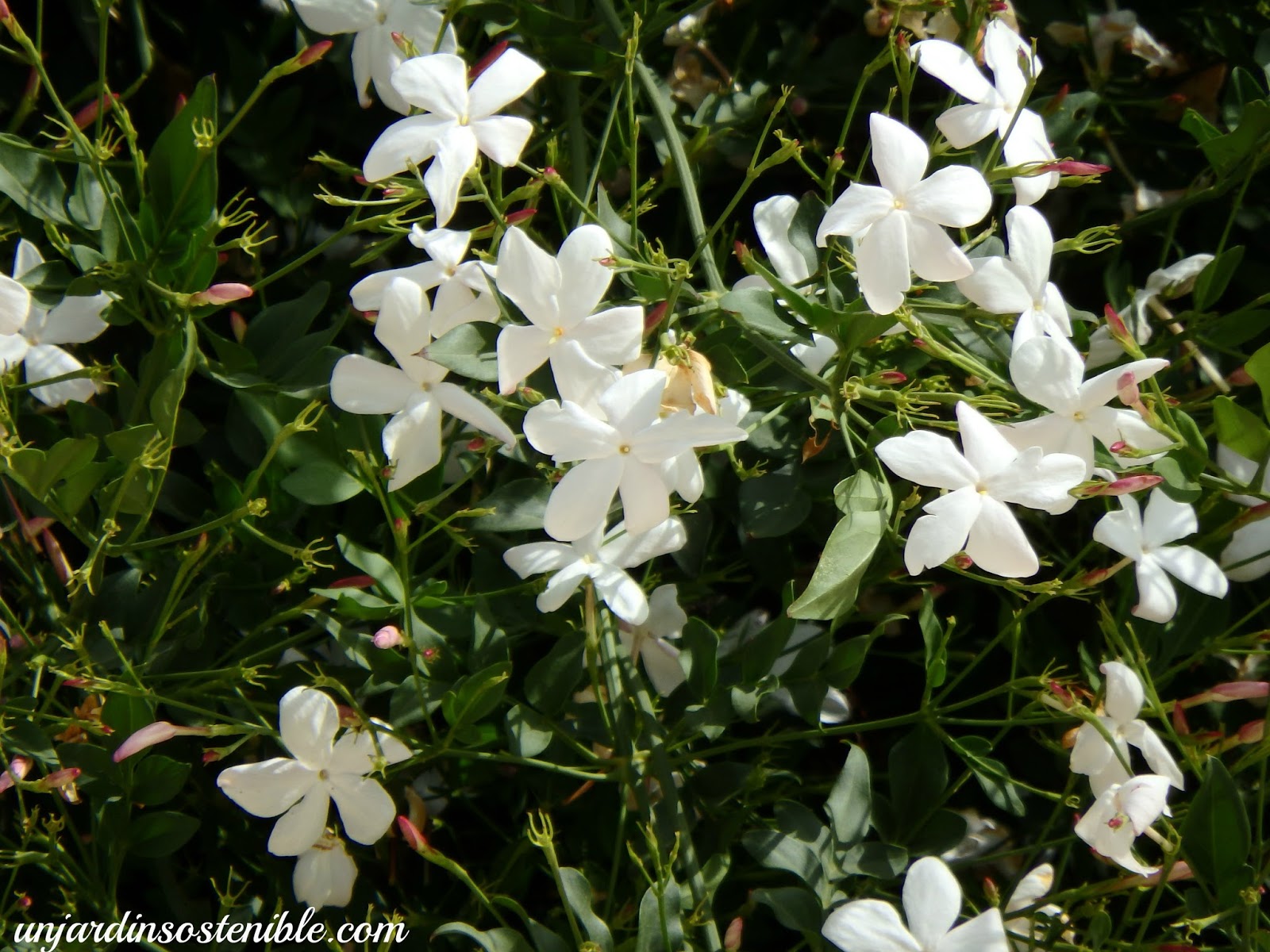 Jasminum Officinale (Jazmín Común)