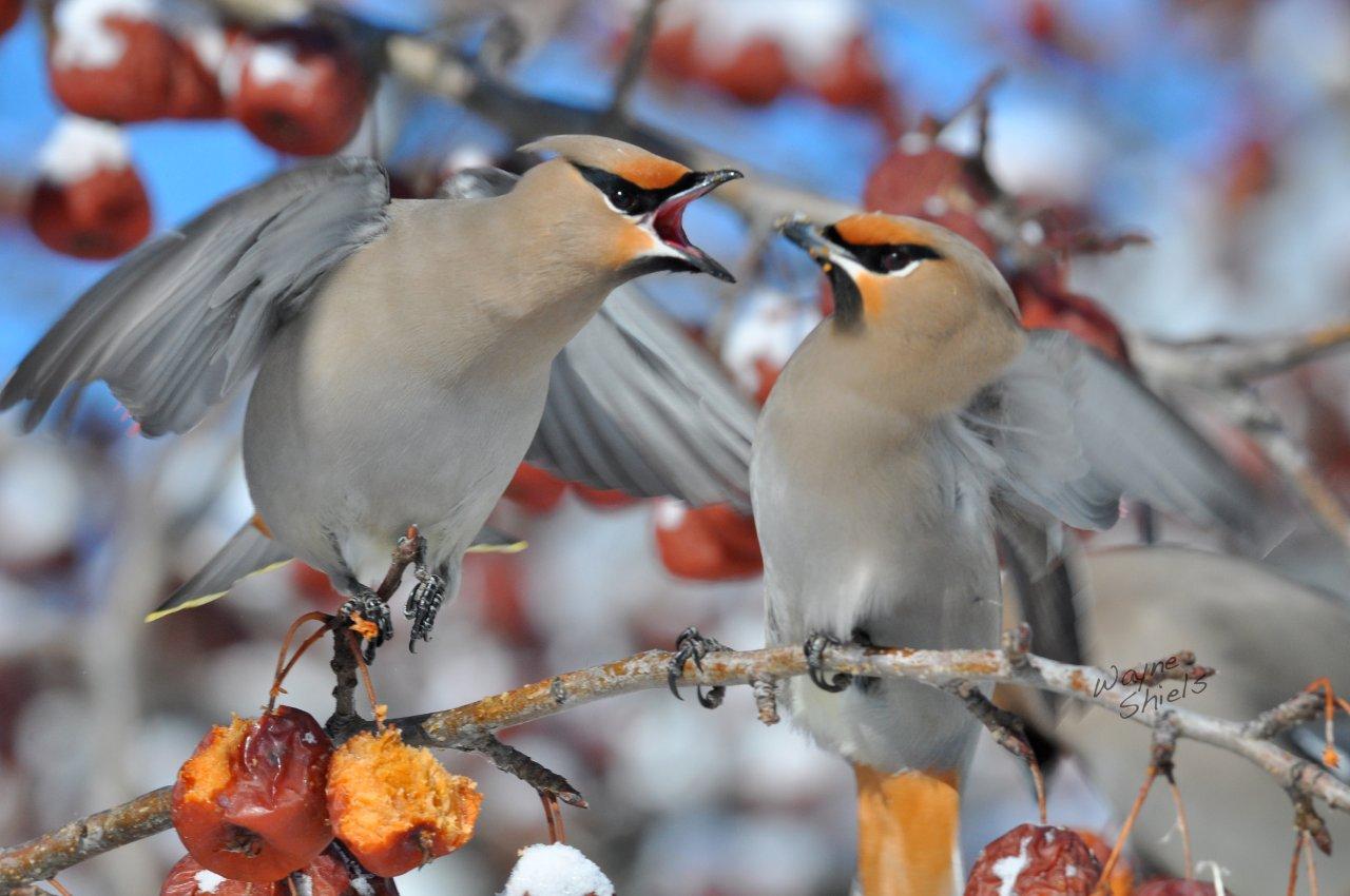 Photography by Lisa 2013 Birds of Saskatchewan