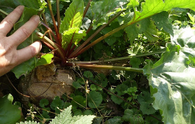 Buntgeringelte Rübe in groß - Tonda di Chioggia Buntgeringelte Rübe in groß - Tonda di Chioggia