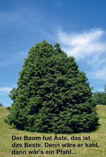 Fliederbaum Zitat im Bild mit Linde
