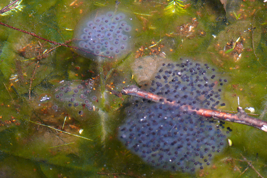 Galery Salamander Salamander Eggs