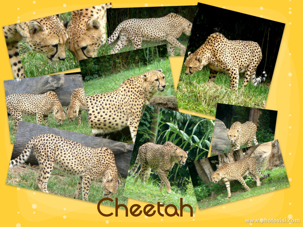 Cheetah Collage made at Photovisi