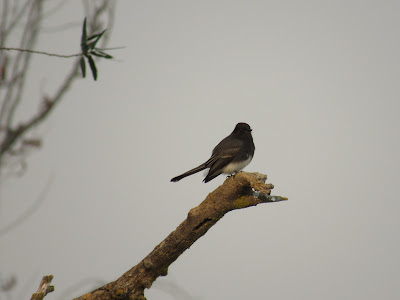 Colusa National Wildlife Refuge California birding hotspot