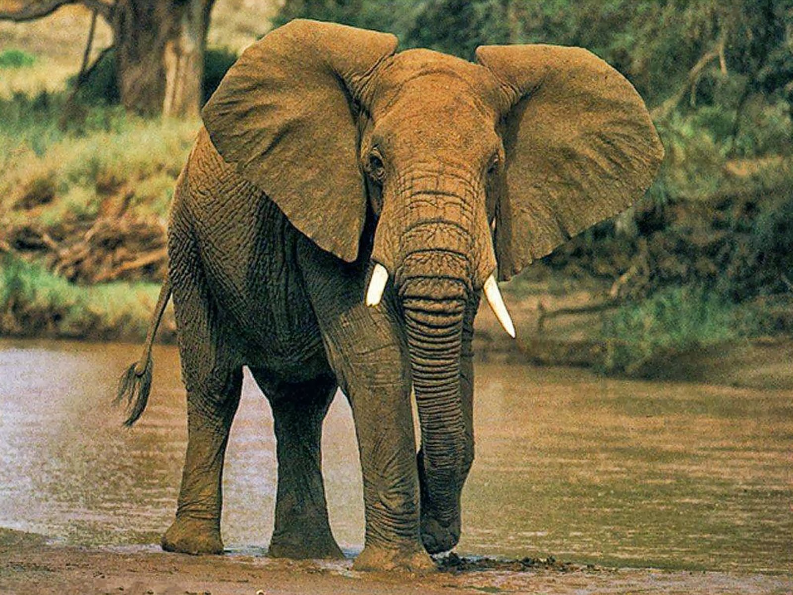 AFRICAN ELEPHANTS HD WALLPAPERS | FREE HD WALLPAPERS
