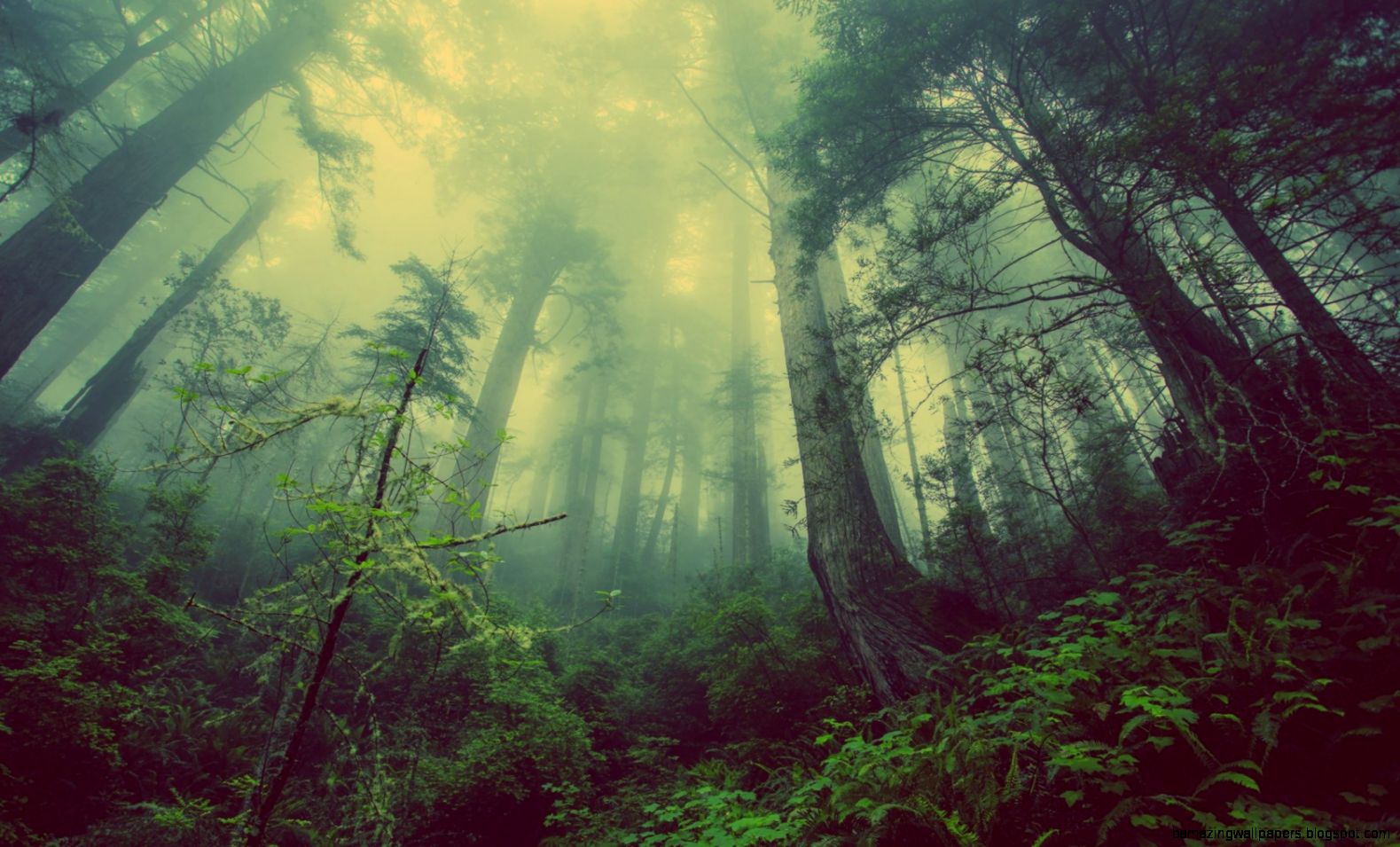 Free Dark Forest Wallpaper 946 « Wallx