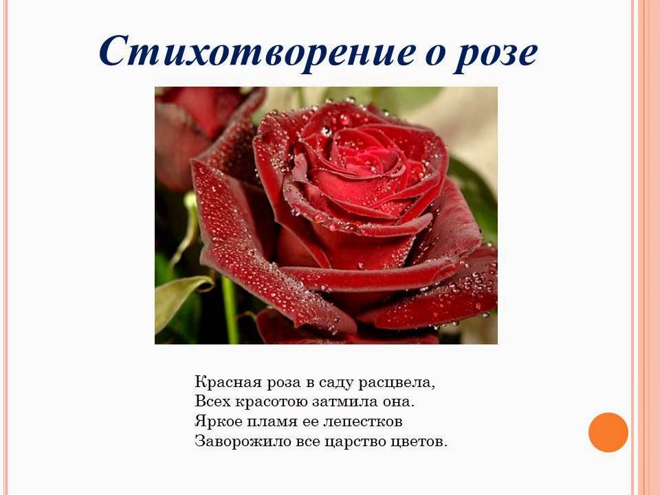 Красивые розы стихи