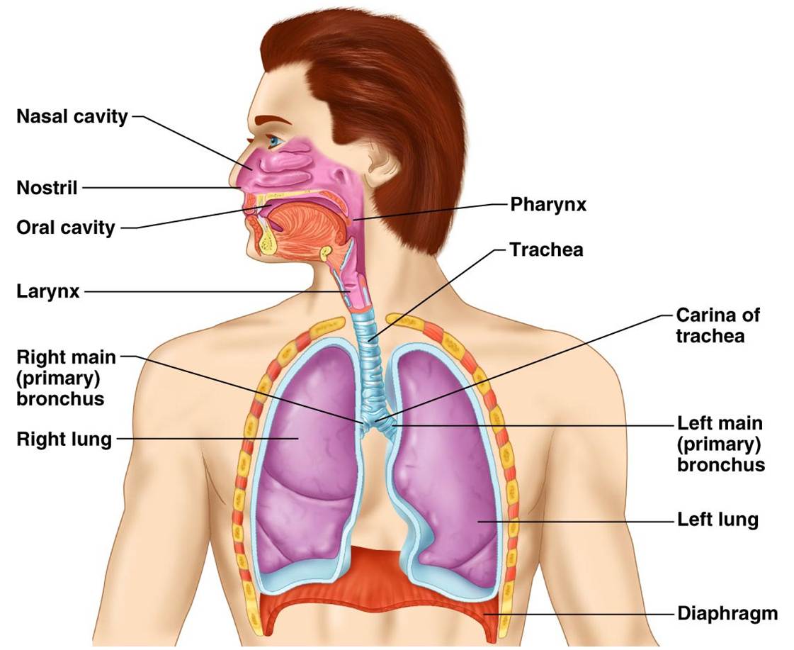 CLASS BLOG: BIO 202 Respiratory System KEY