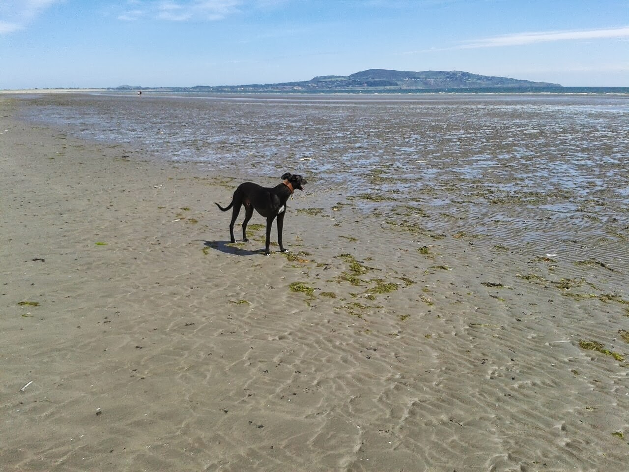 The Cabbages of Doom What do a Lurcher called Zak and a cheetah have