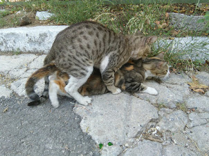 Rare sight of two feral cats mating at the foot of Acropolis hill.