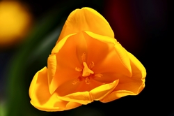 Tulpenblüte... Tulpenblüte...
