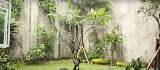 Rumah Bernuansa Natural Rumah Bernuansa Natural