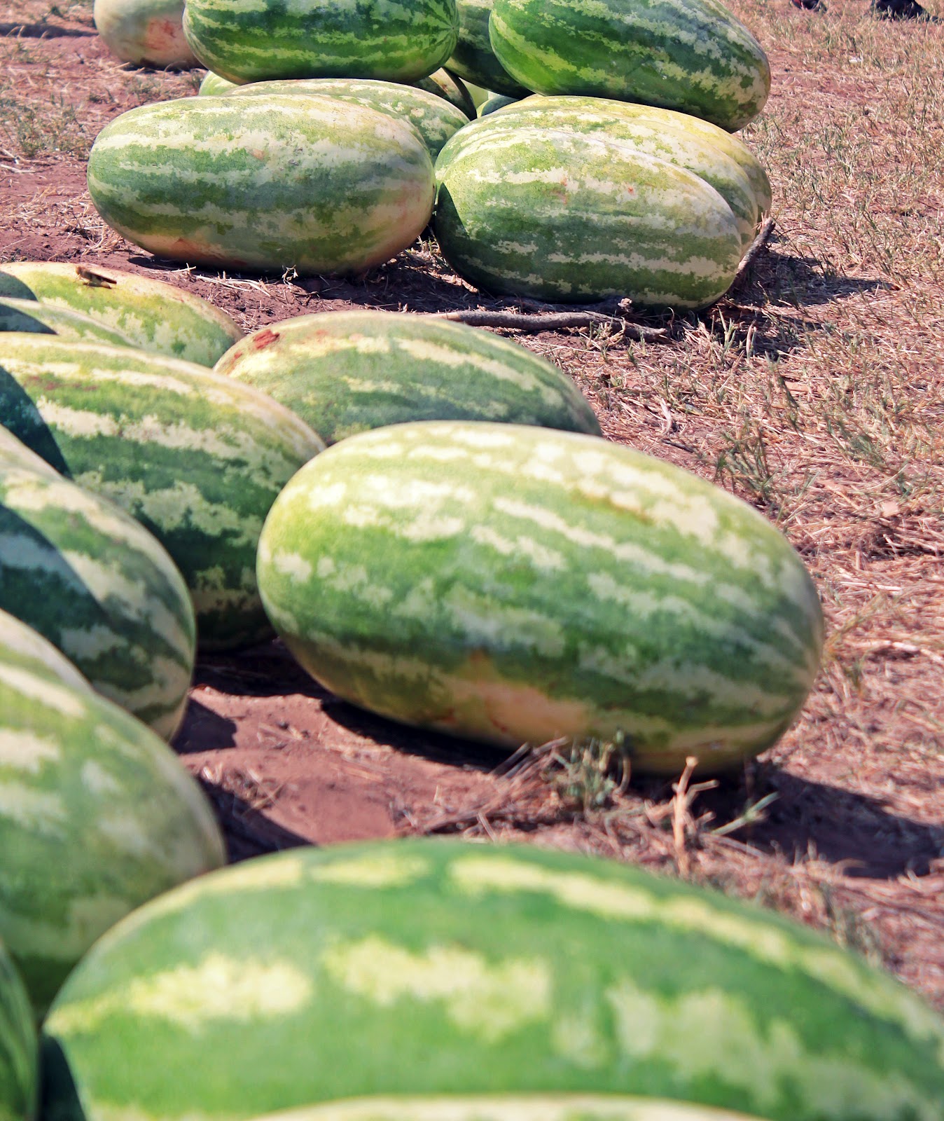 Photos From The Middle of Oklahoma Rush Springs Watermelon Festival