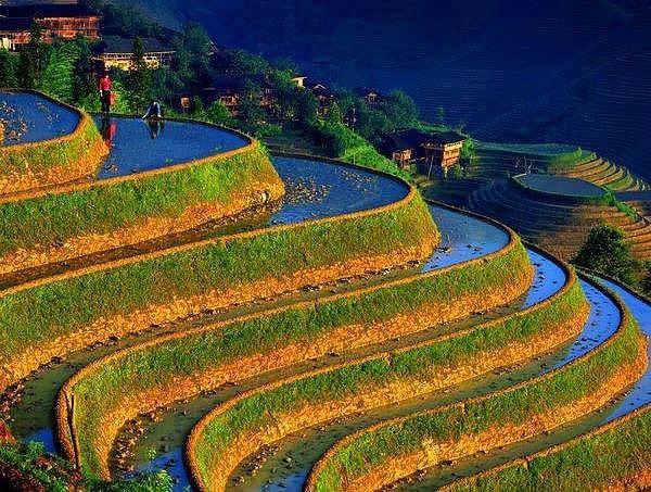 Rice Terraces' value now more seen as farm than tourist attraction