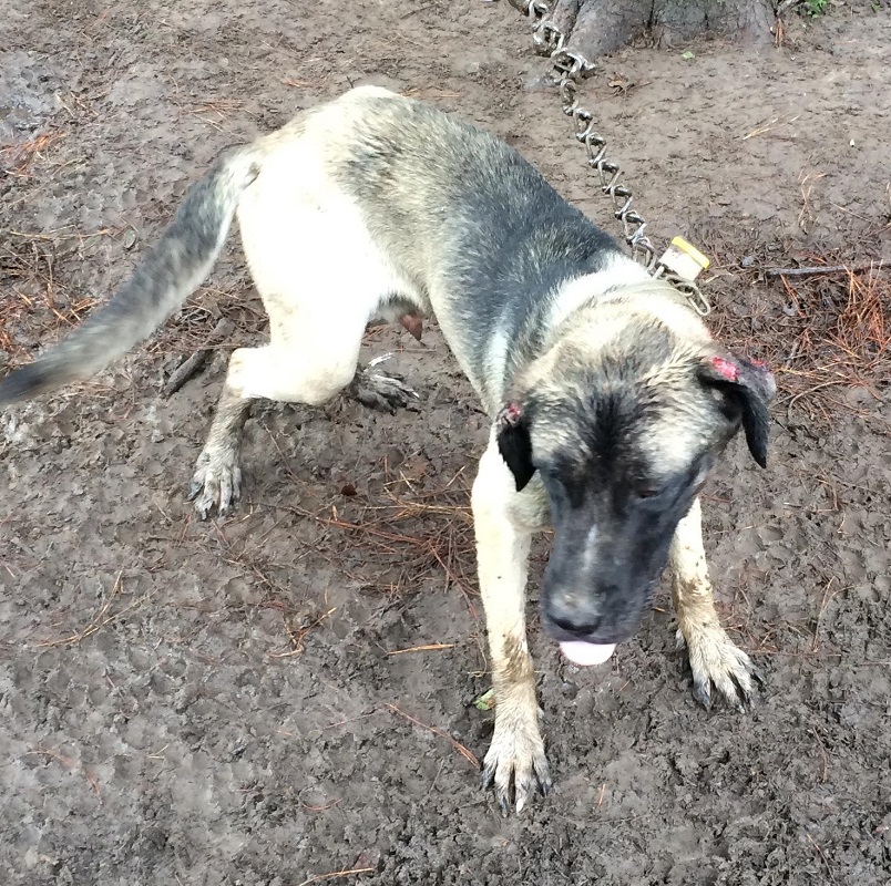 Bed and Biscuit Boarding September 2016