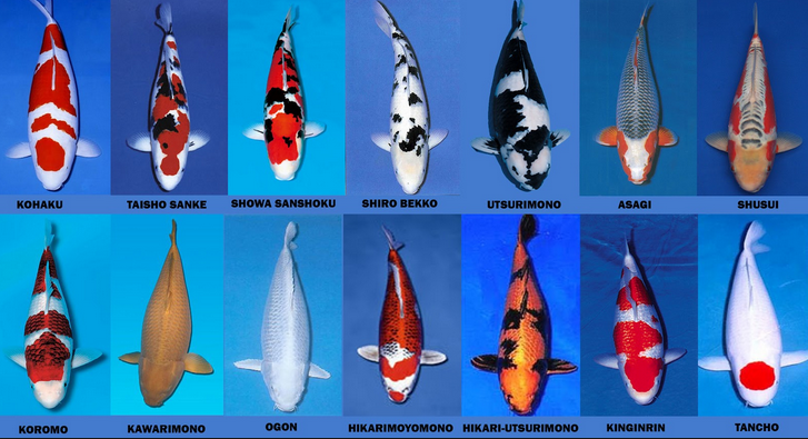  Gambar Jenis Jenis Koleksi Ikan Koi Termahal IKAN LAGA