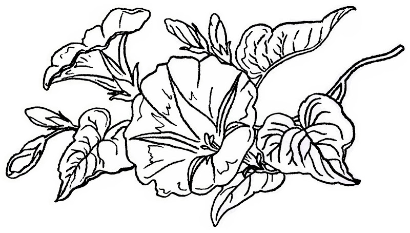 Next, I surrounded the flowers with a beautiful border . It was from a  title=