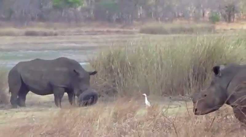 Похищенная надежда: шина на ноге носорога вызывала космическую аллергию