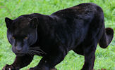 Animales - Fotografías de Panteras Negras - Felinos - Black Panthers