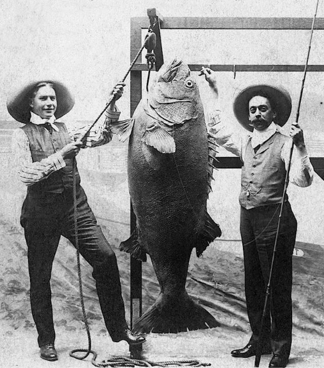 Big Catches of the Past  Fascinating Photos of Fishermen and Their Trophies - 52