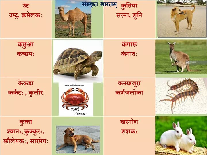 Nasrin Shaikh: Animals name in Sanskrit
